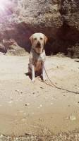 dog, pet, life