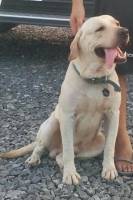 dog, pet, life