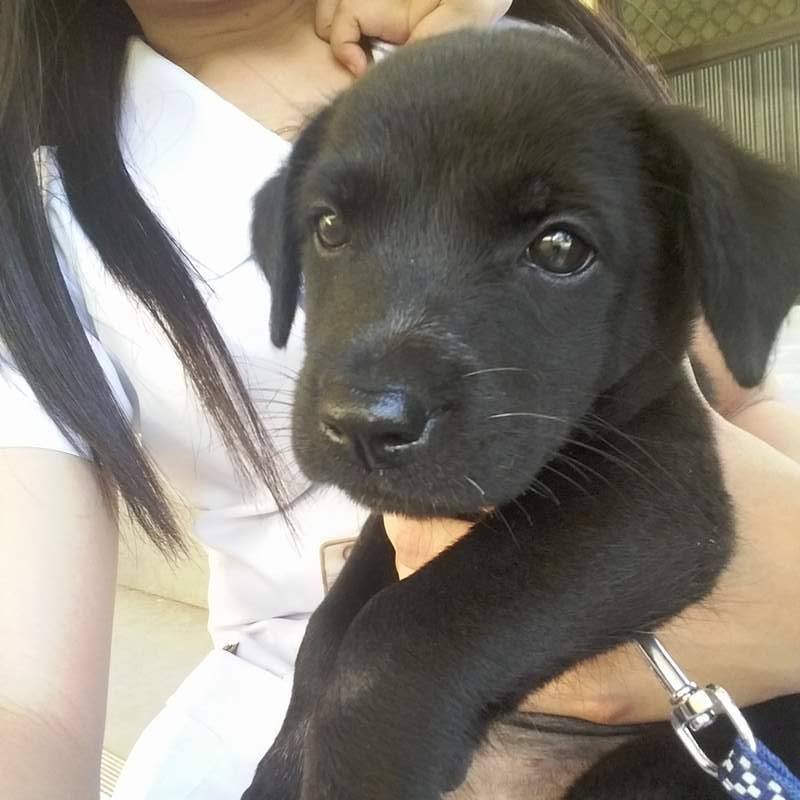 cute little black puppy