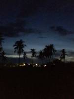 coconut trees, dark