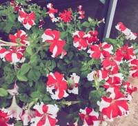 Flowers are red and white
