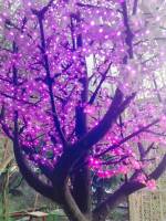 Nice tree violet flowers