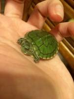 cute baby turtle green