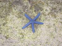 blue star fish