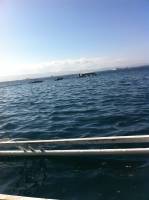 summer, love, swimming, island, hopping, sea, so, clear