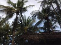 cocnut trees tambuli beacg resort