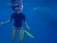 swimming with the worlds largest fish whale shark