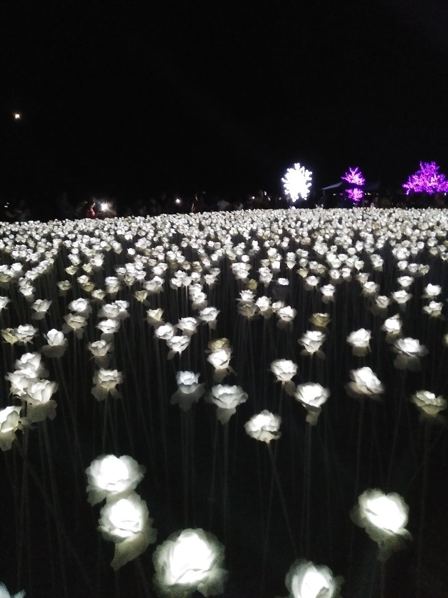 10K Roses 