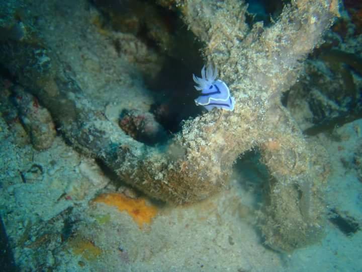 Olango Island