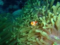 In Olango Island  Hello crown fish a. k. a Nemo 