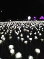 10, 000 of roses such amazing and wonderful 