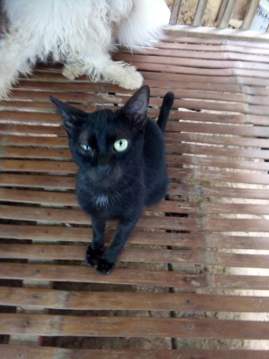 Black Cat