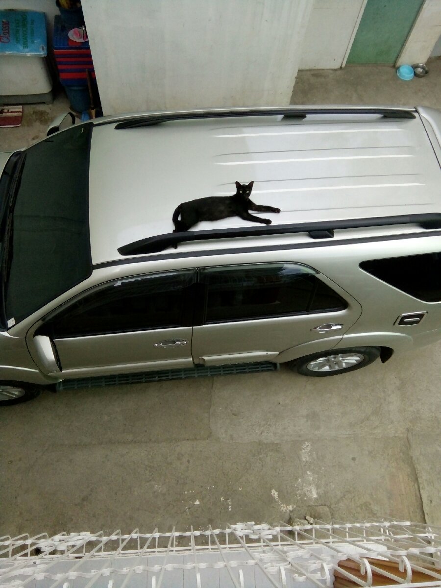 Black cat
