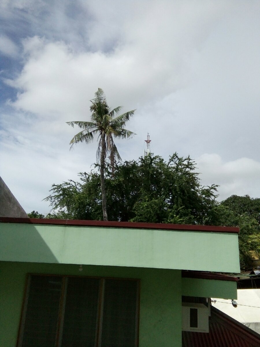 Coconut Tree