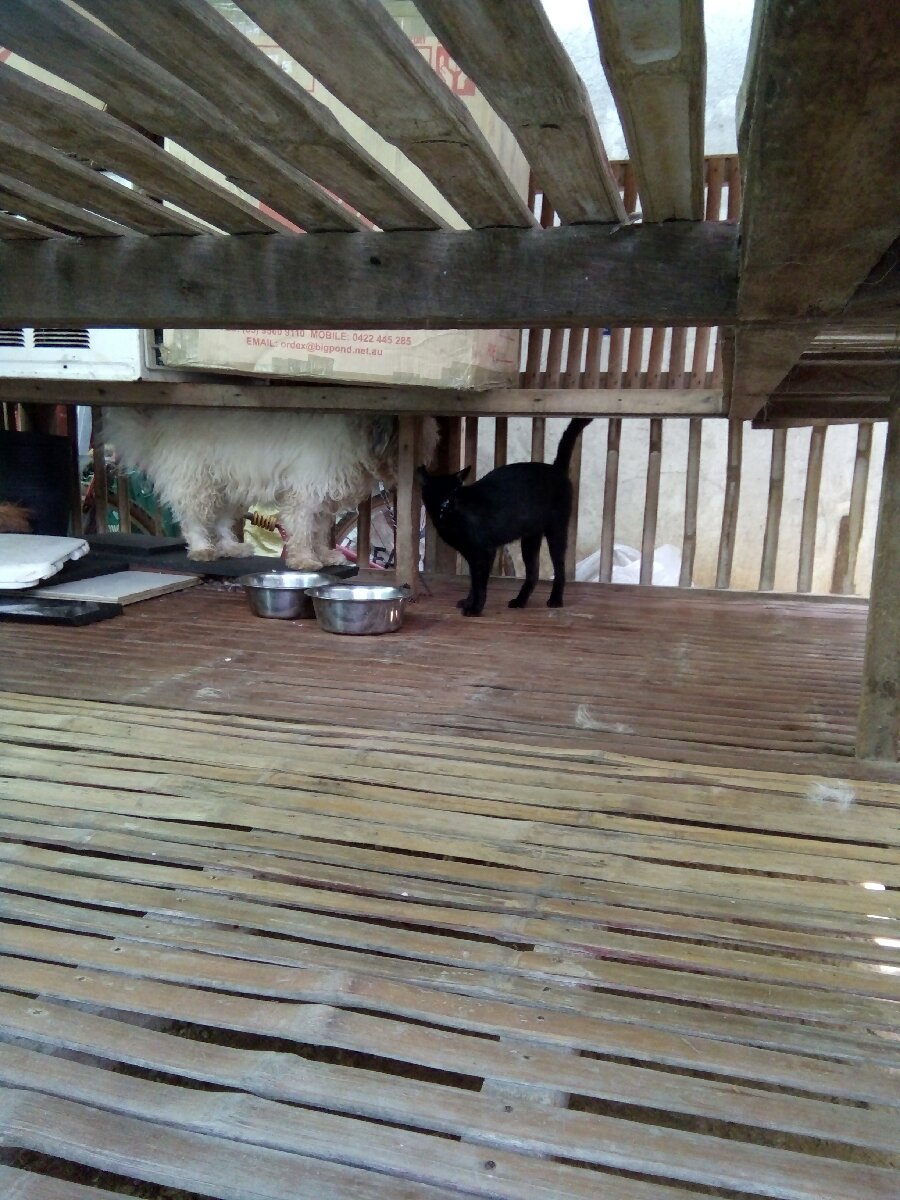 Dog and Cat playing