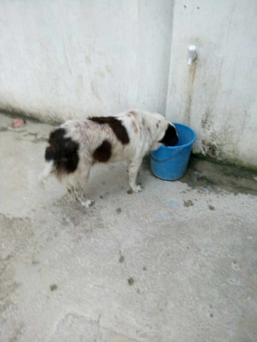 Dog drinking