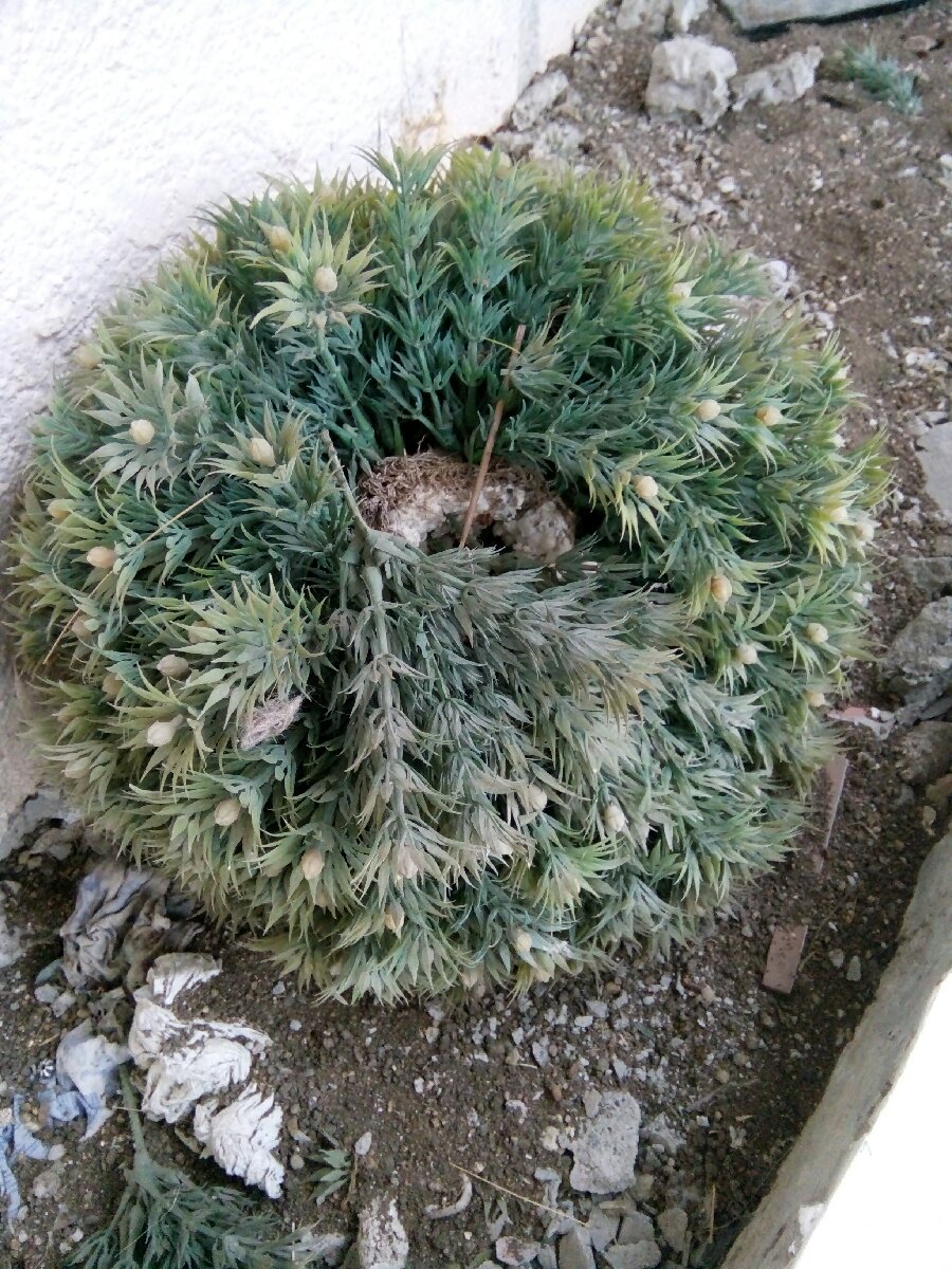 Garden decor