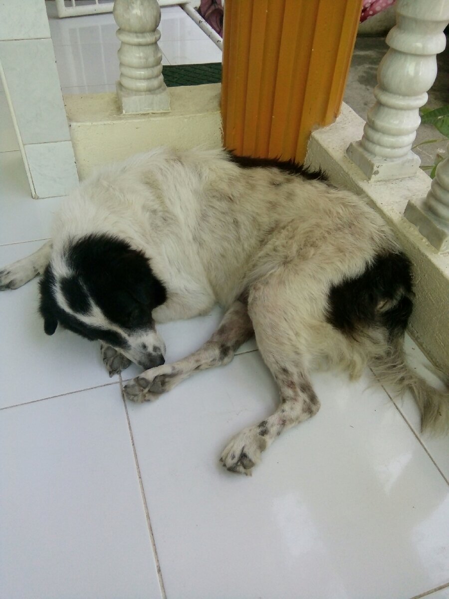 Guardian Dog