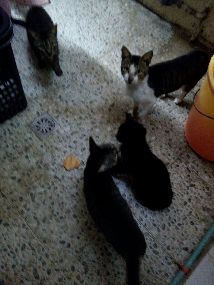 Hungry cat