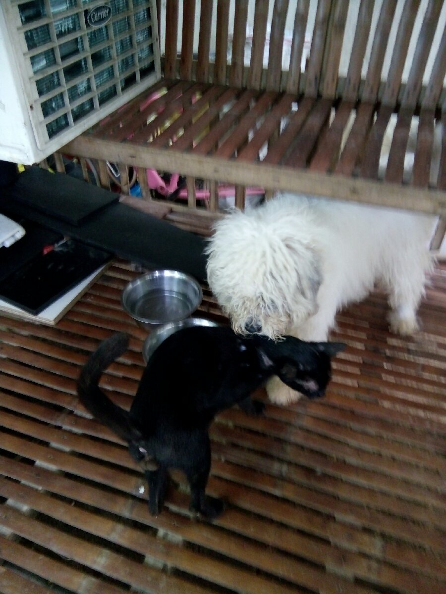 Loving dog and cat