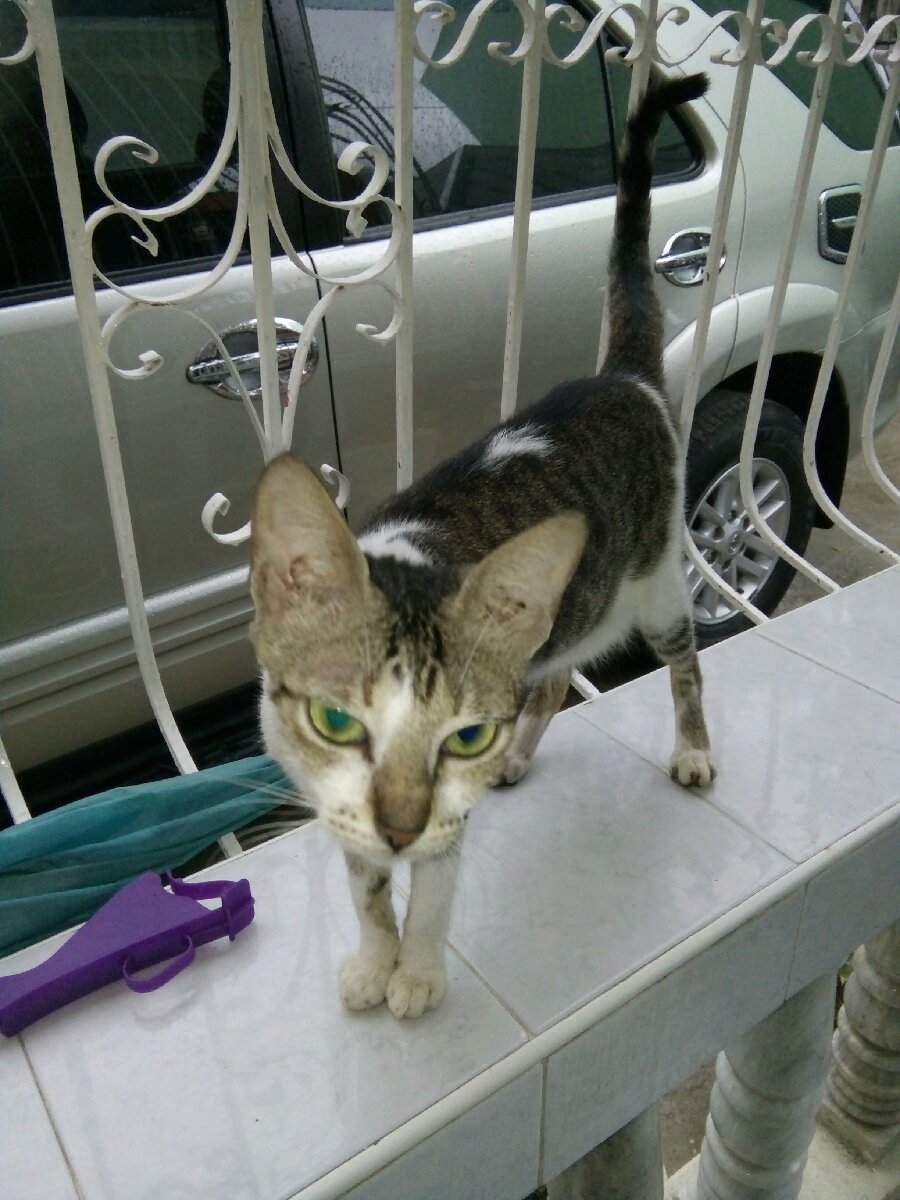 My cat