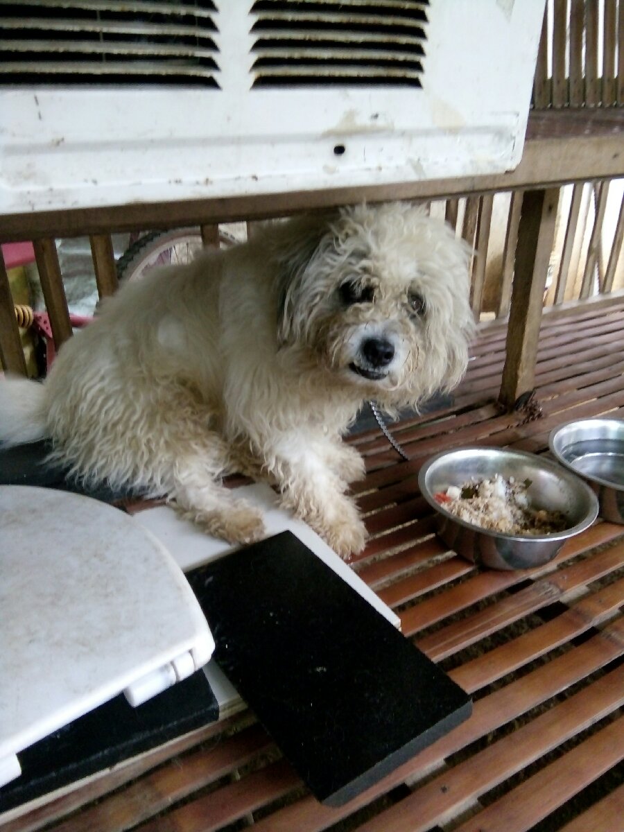 My pet dog
