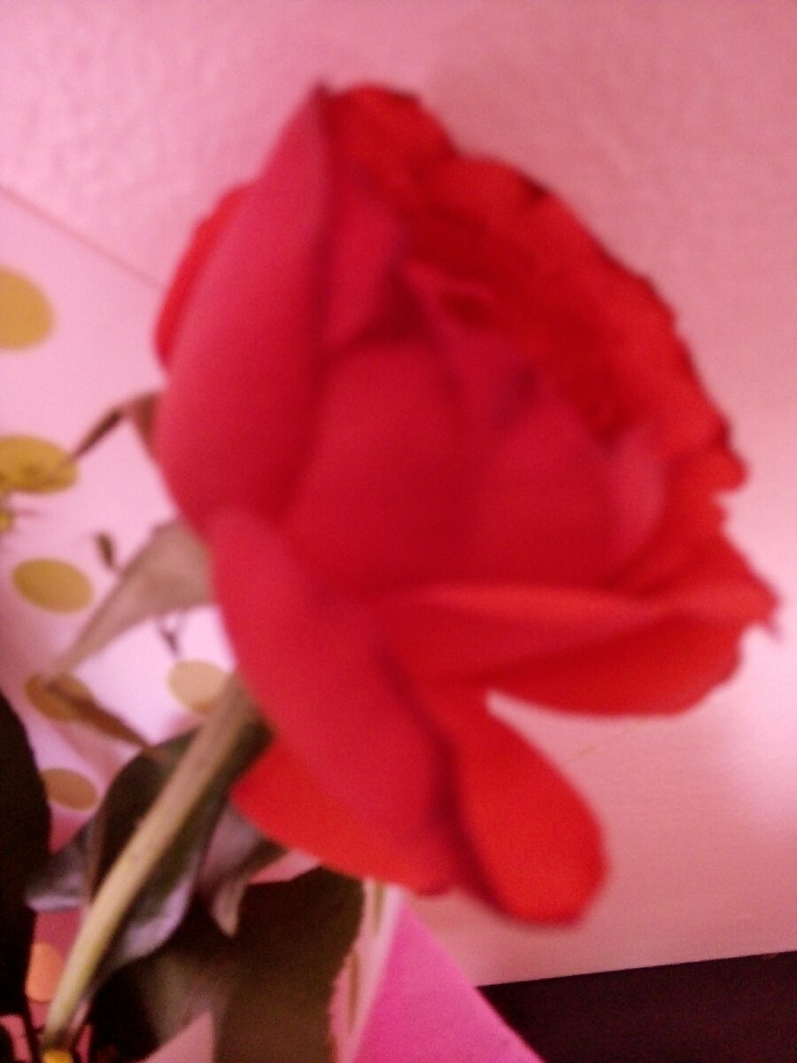 Red Rose