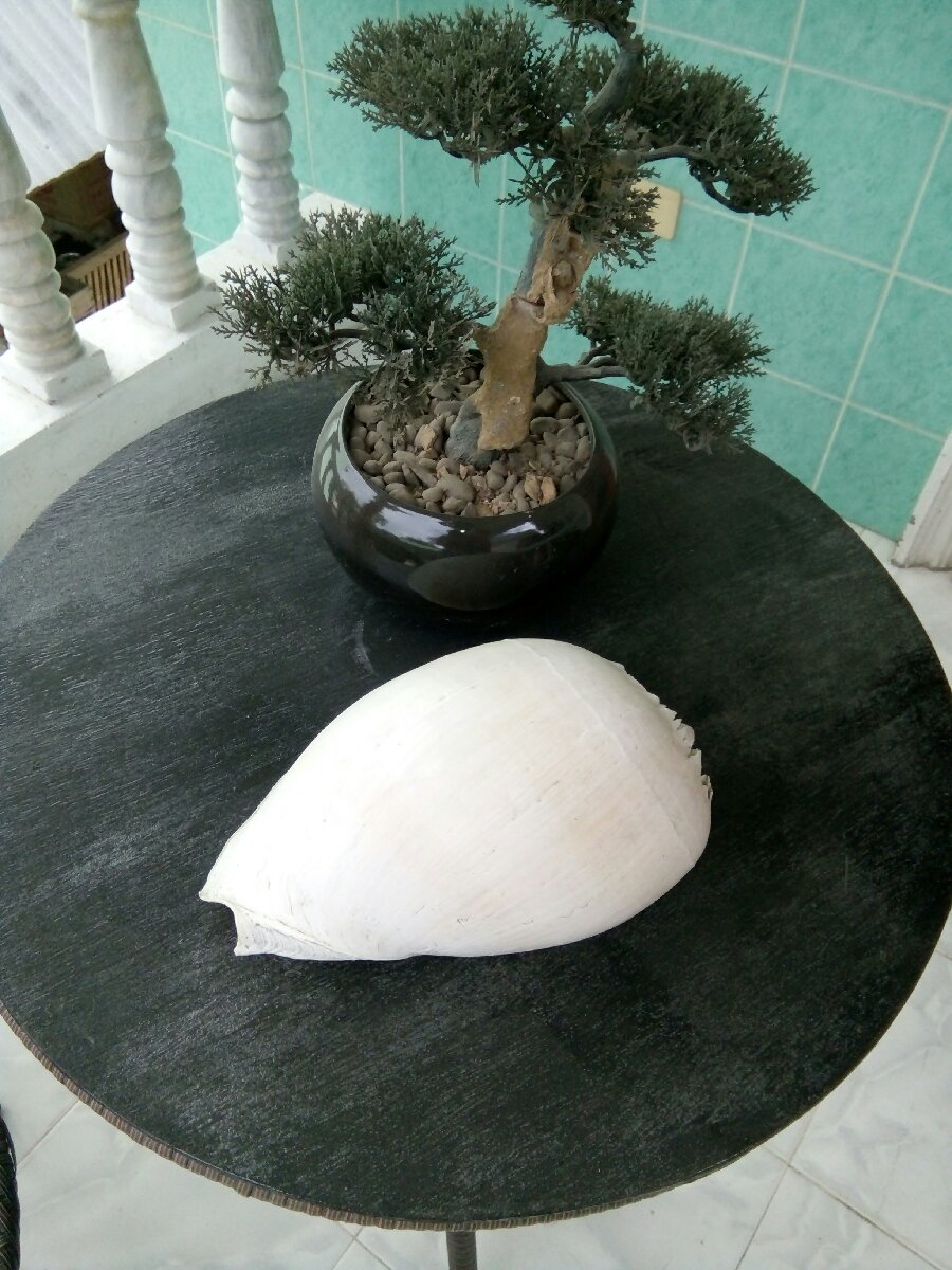 Shell