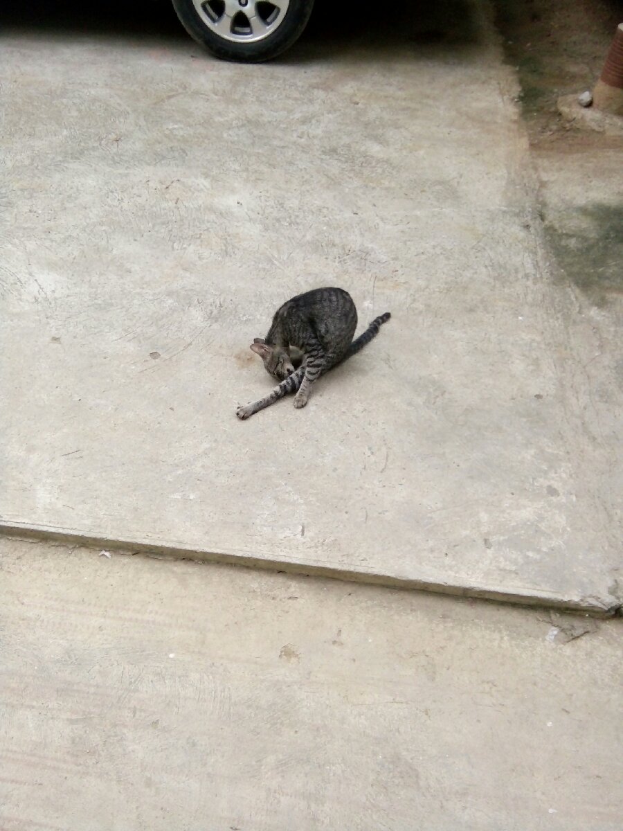 The setting cat