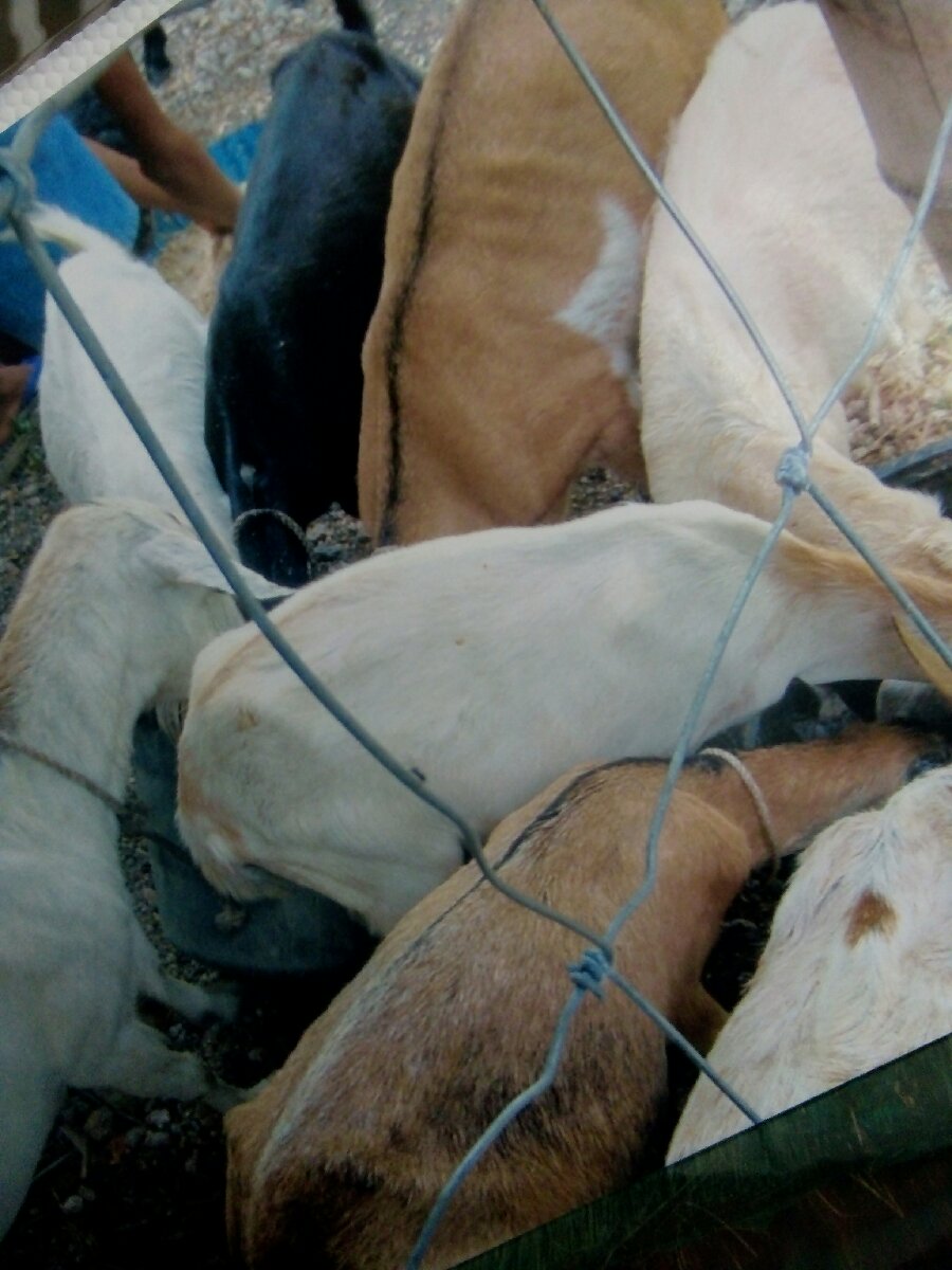 feeding the goat