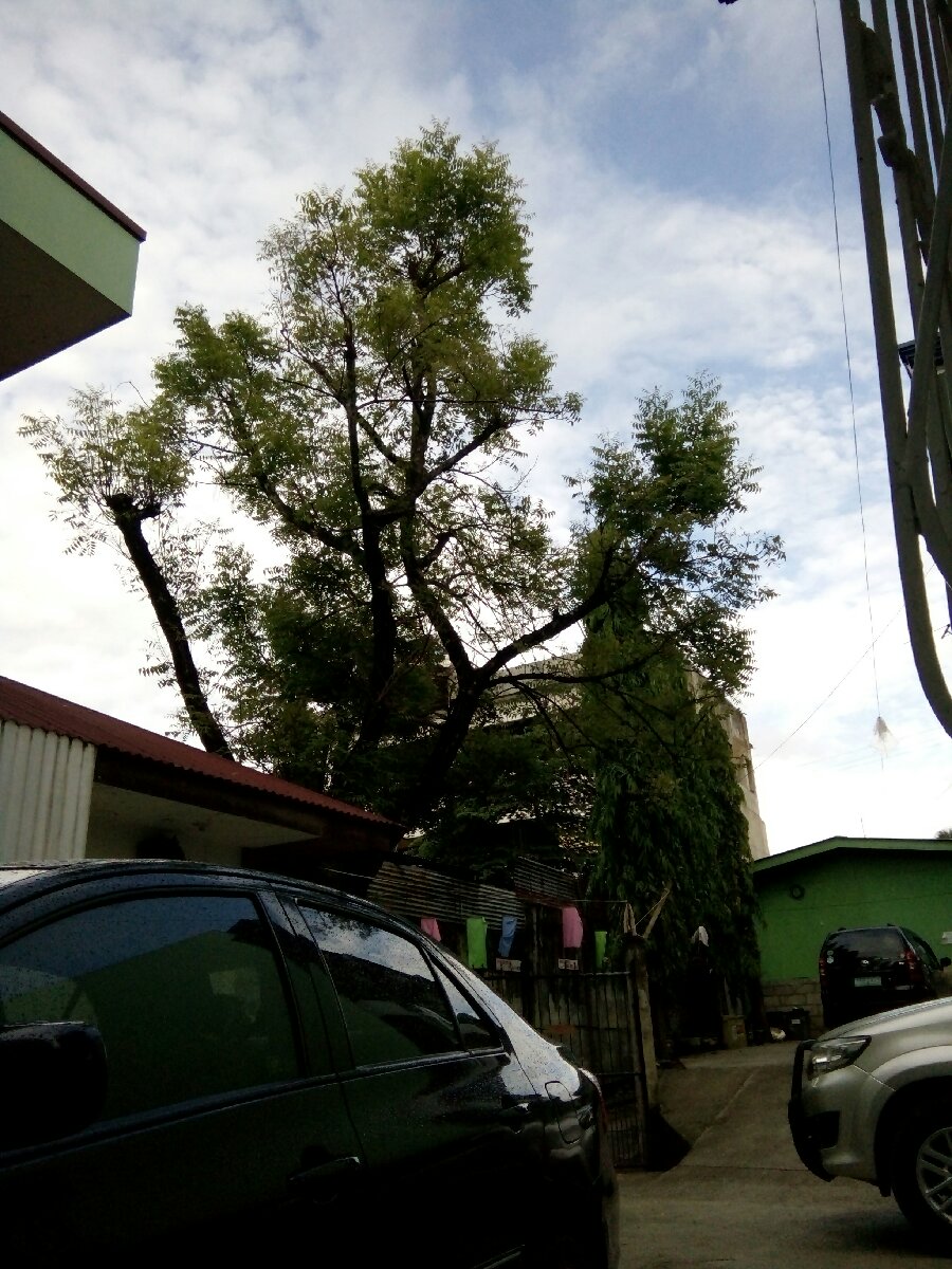 morning view