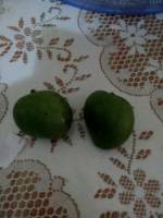 Green Mango