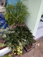 Terrace plants