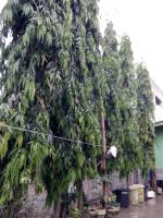Coconut Tree