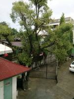 Coconut Tree