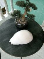 Antique clam shell