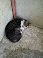 Sleeping child