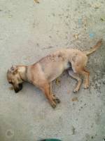Dead body of pet dog