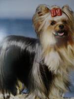 Hairy Dog