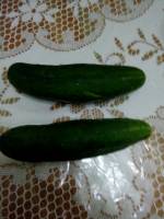 Mango and cucumber
