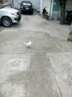 White butterfly