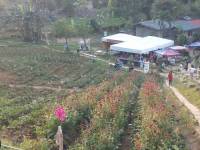 harvested sirao flower farm