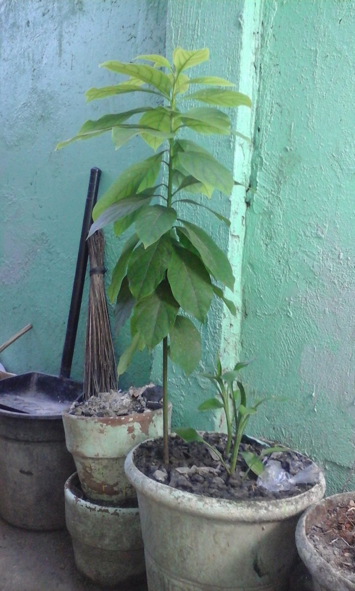 go green