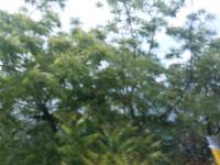 green and blue