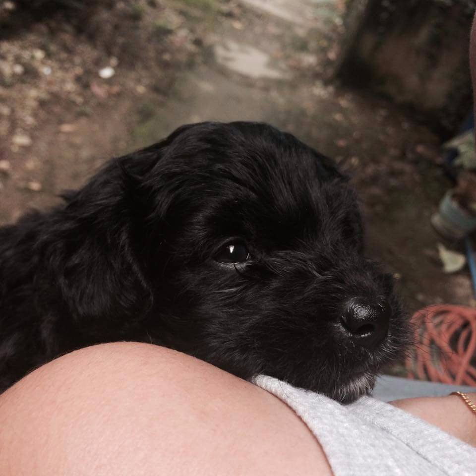 Dog, pet, black, cutie, puppy, baby