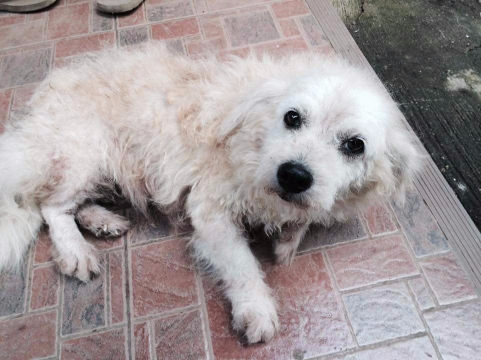 Doggie, cutie, baby, white, puppy, love