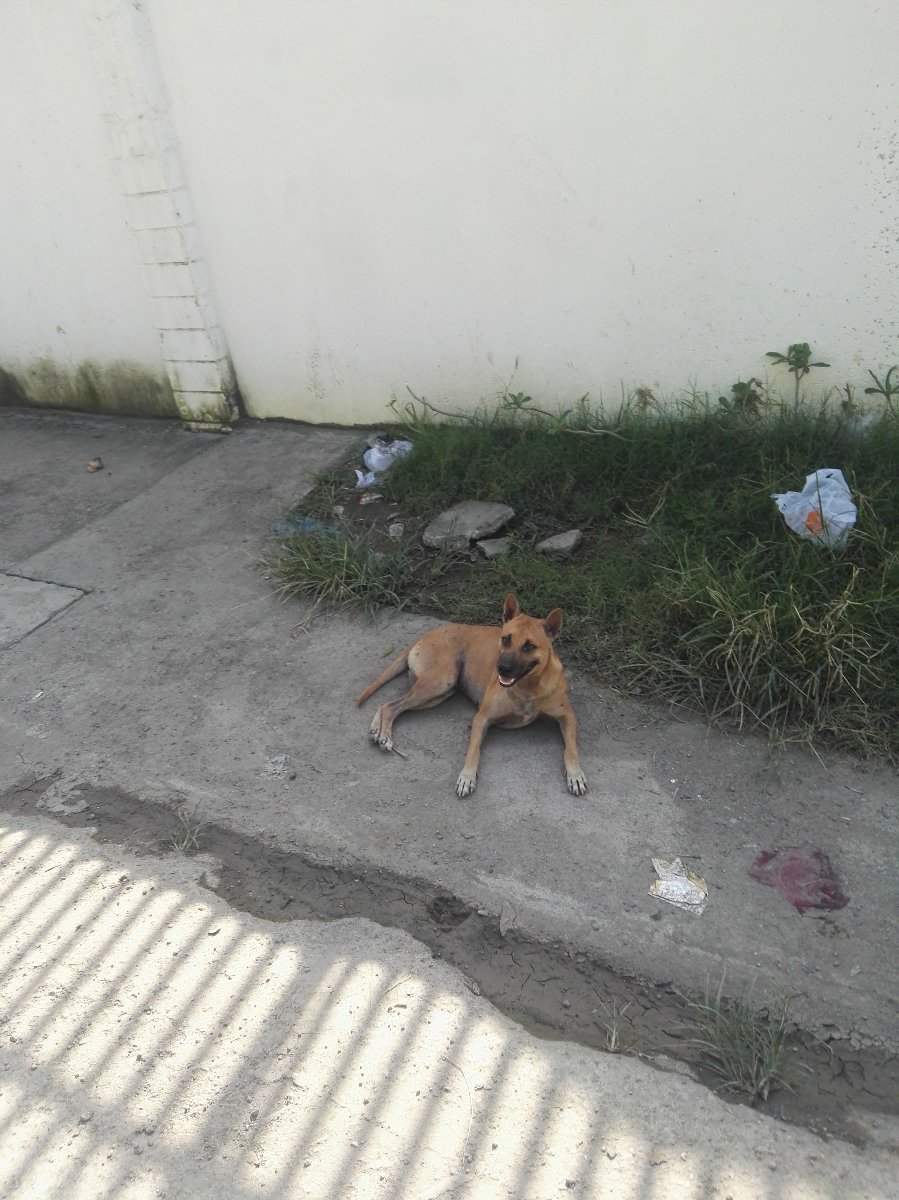 Doggy