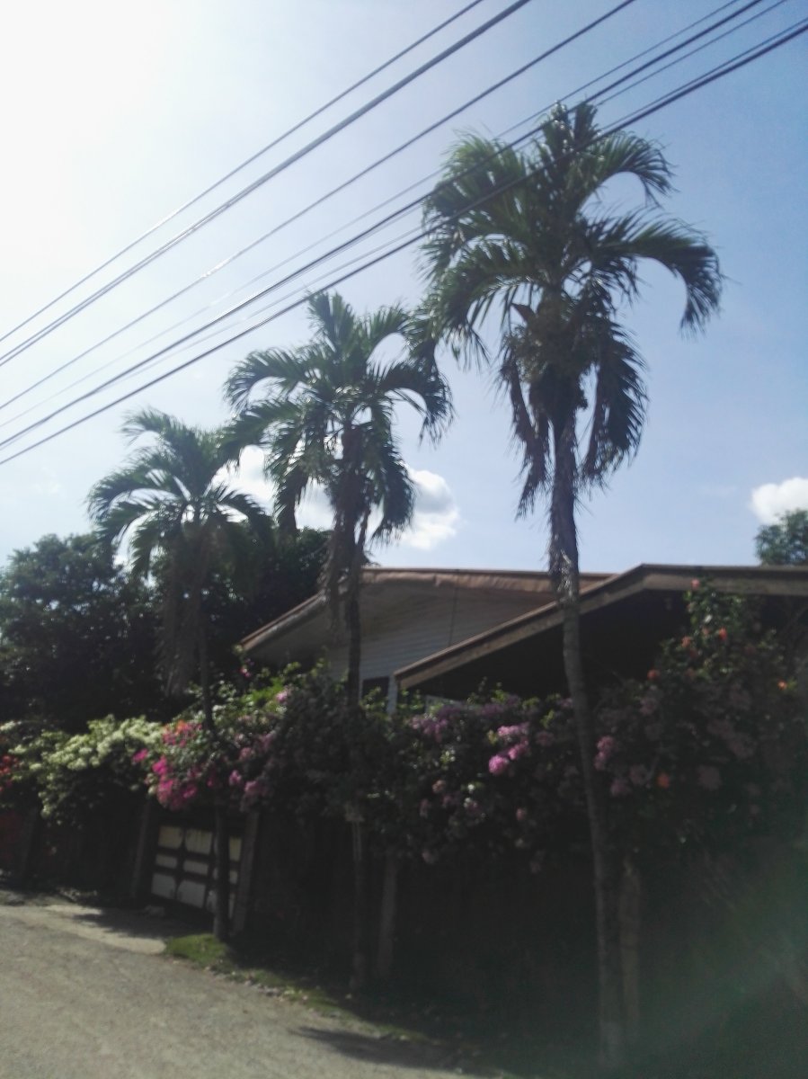 Palmtrees
