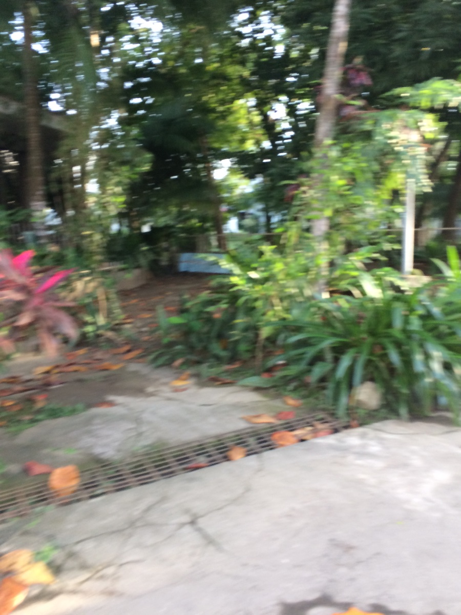 Plants