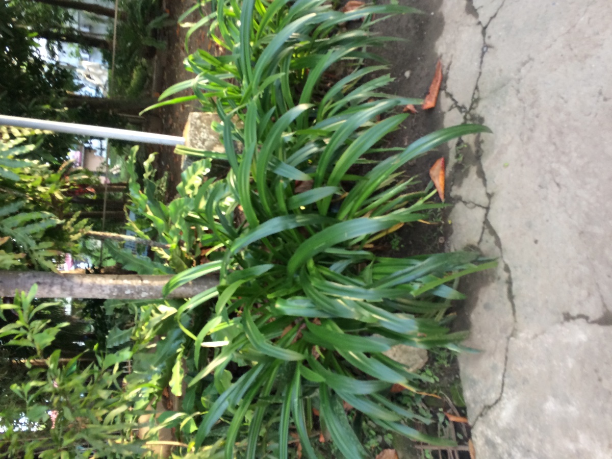 Plants
